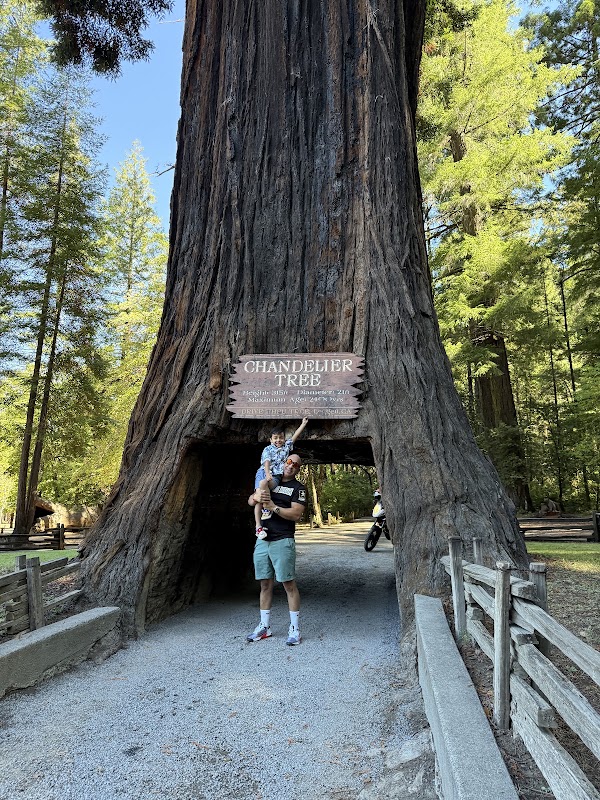 Shrine Drive Thru Tree 1
