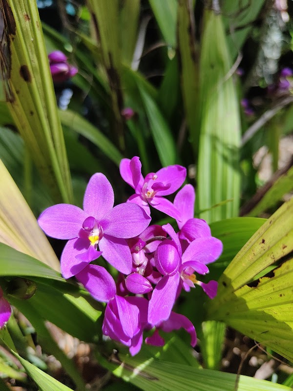 Harry P Leu Gardens 3