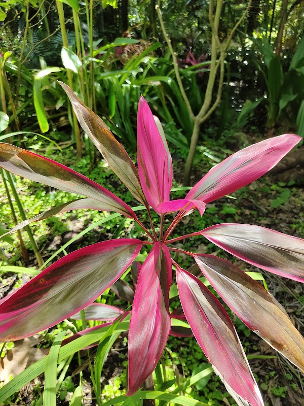 Harry P Leu Gardens 2