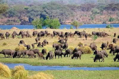 Mana Pools National Park 1