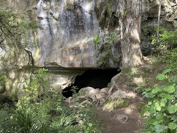Waipu Caves Scenic Reserve 3