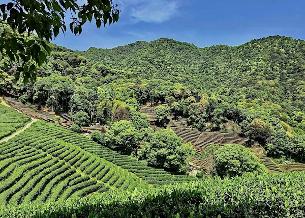 Xihu Longwu Tea Town