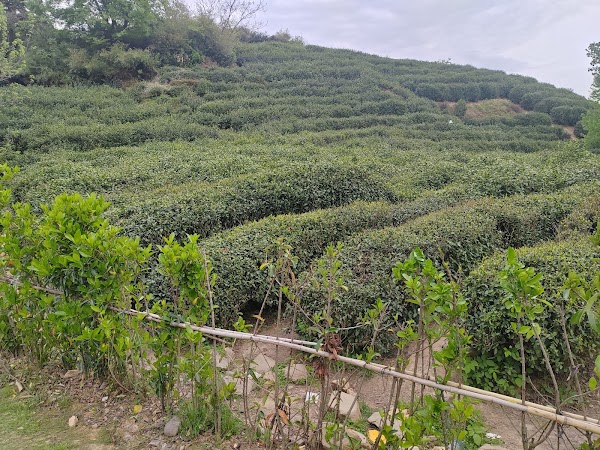 Xihu Longwu Tea Town 3