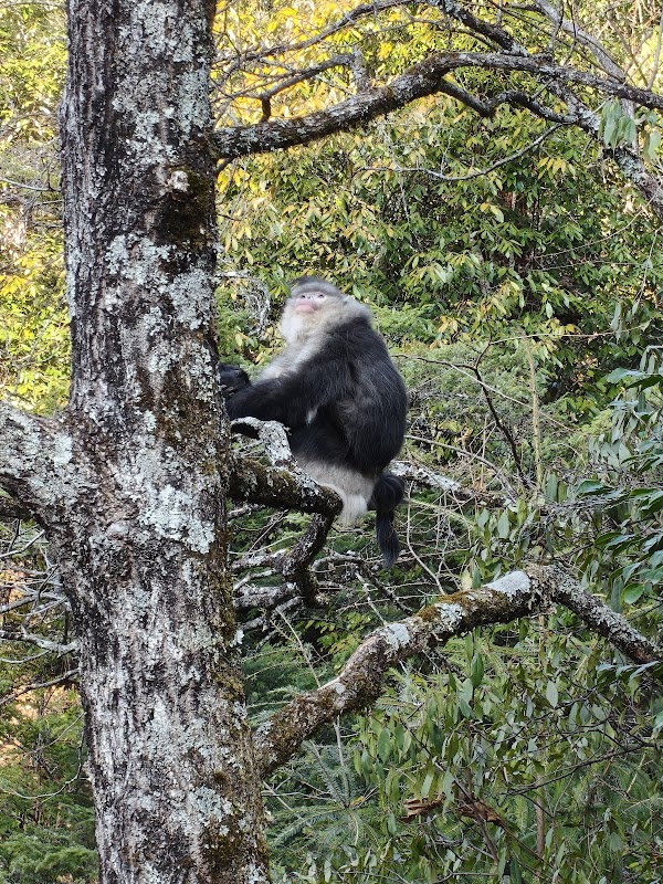 Yunnan Golden Monkey National Park