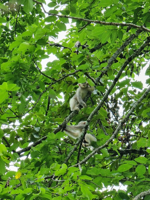 Yunnan Golden Monkey National Park 5