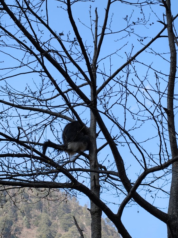 Yunnan Golden Monkey National Park 3