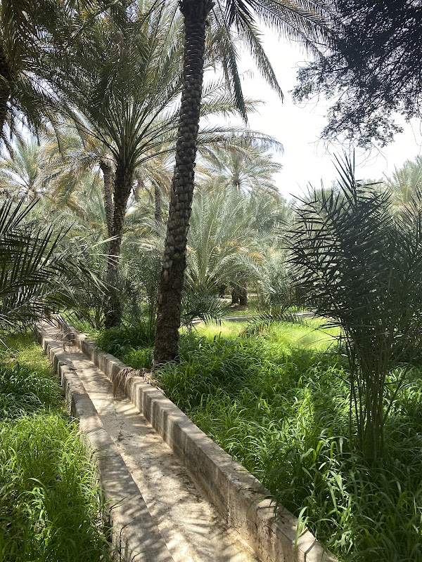 Al Ain Oasis 5
