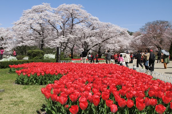 Kyoto Botanical Gardens 4
