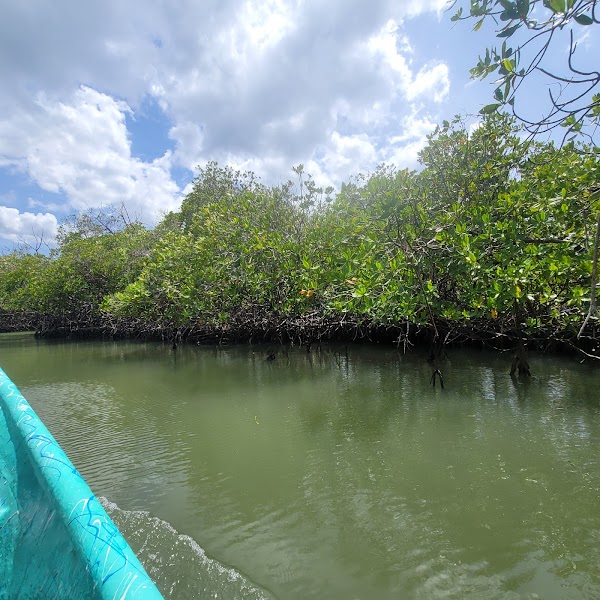 Punta Rucia Mangroves 1