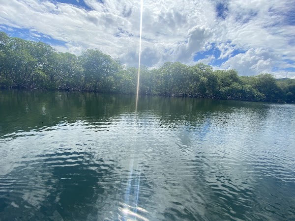 Punta Rucia Mangroves 5