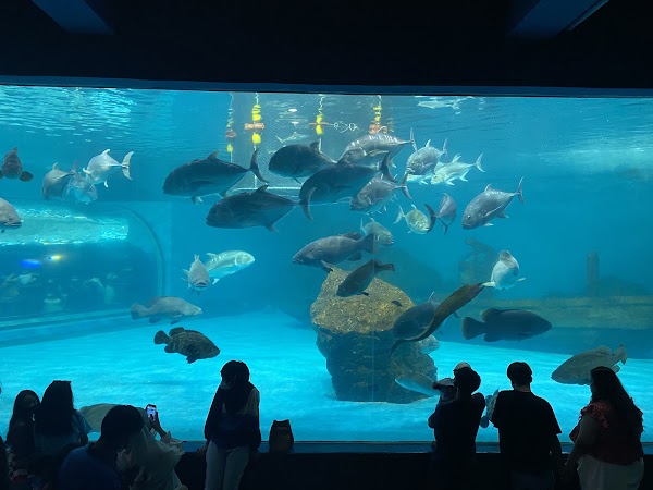 Bangsaen Aquarium