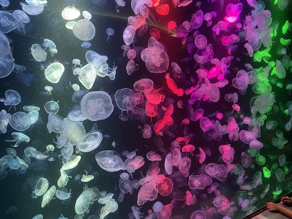 Bangsaen Aquarium 4