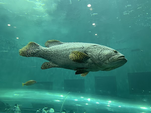 Bangsaen Aquarium 3