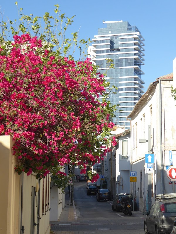 Neve Tzedek 3