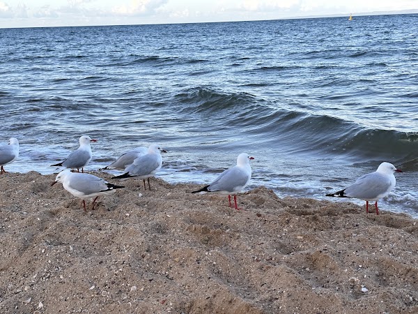 Redcliffe Beach 3