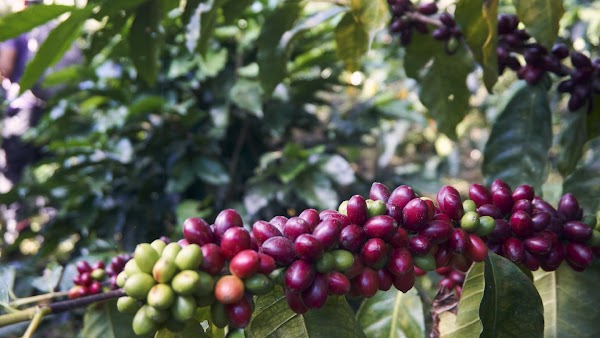 KAVA coffee roasters | STORE Salzburg