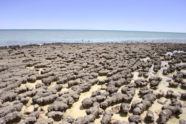 Hamelin Pool Marine Nature Reserve 1