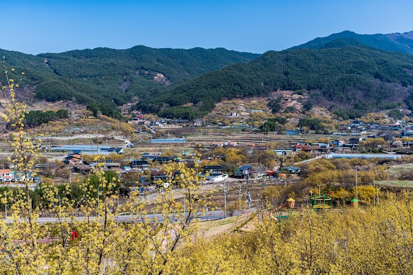 구례 산수유마을 1