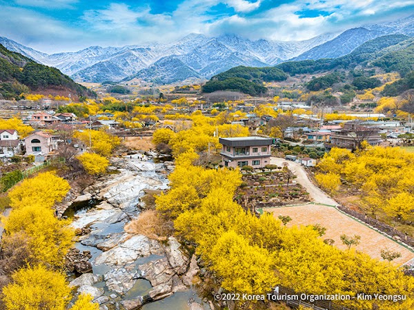 구례 산수유마을 5