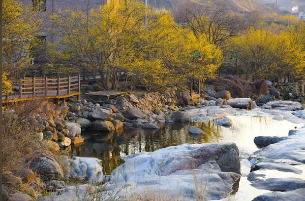 구례 산수유마을 4