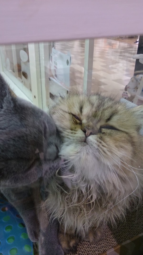 Neko Sekai Kichijoji 3