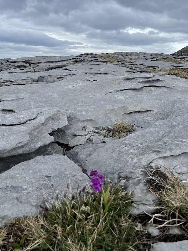 The Burren 5