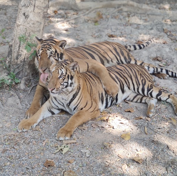 Safari Park Kanchanaburi 2