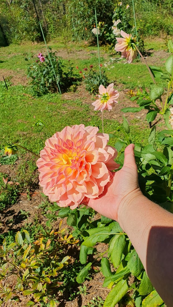 Southern Highlands Flower Farm
