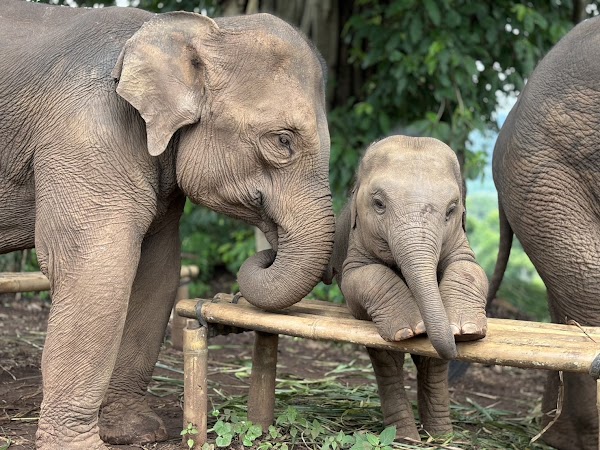 PON ELEPHANT THAILAND