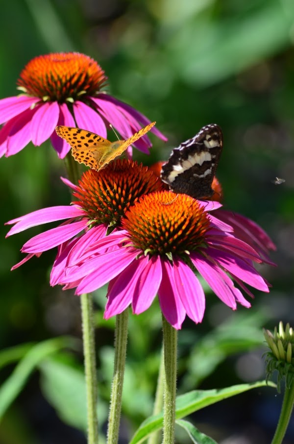 National Botanical Garden 1