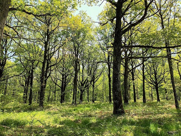 Forest of Rambouillet