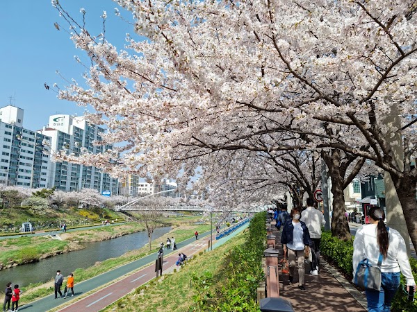 Cherry Blossom 🌸 5