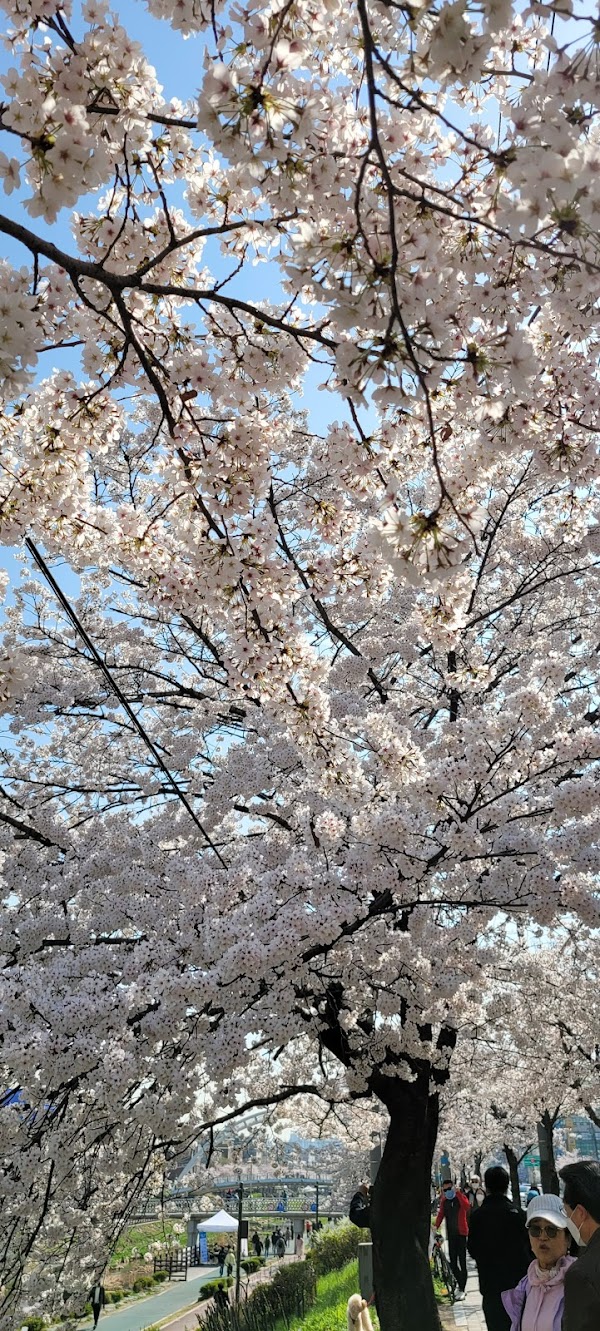 Bulgwangcheon Stream 4