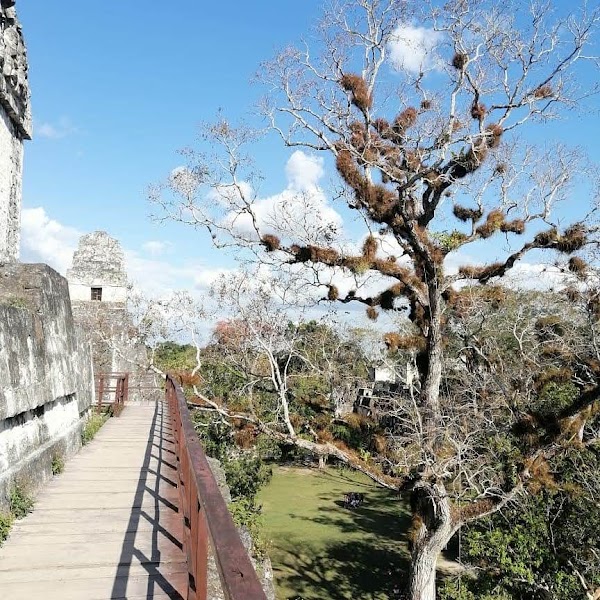 Tikal 5