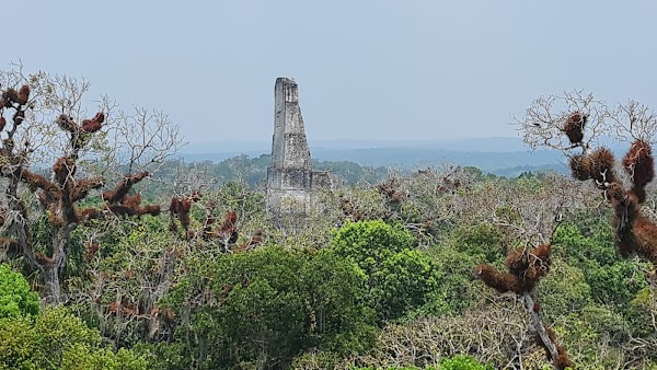 Tikal 3
