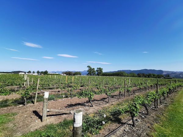 Cloudy Bay Vineyards 5