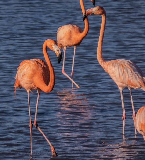 Flamingos