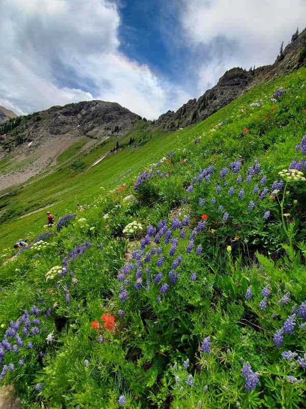 Daisy Pass 5