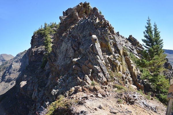Daisy Pass 4