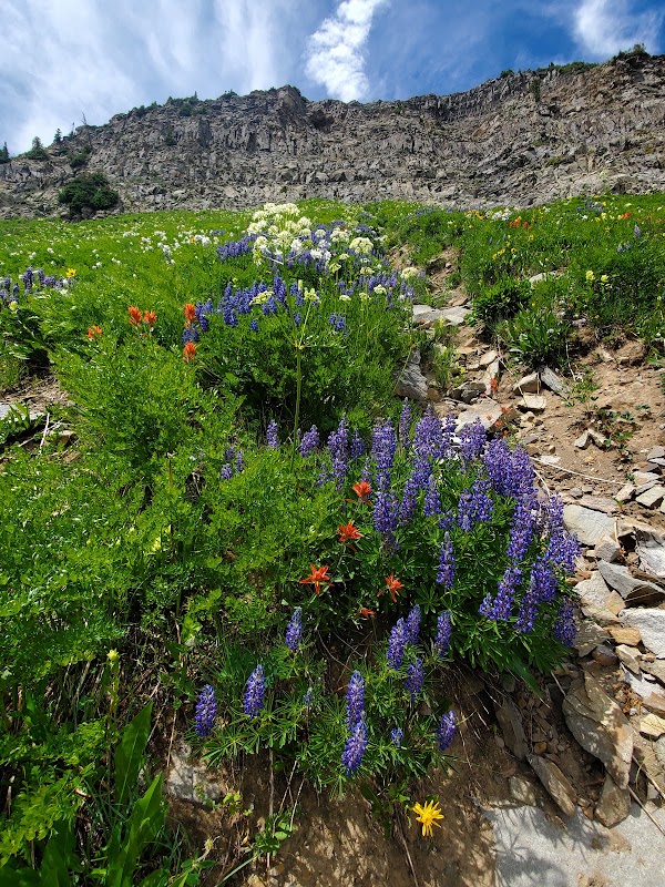 Daisy Pass 2