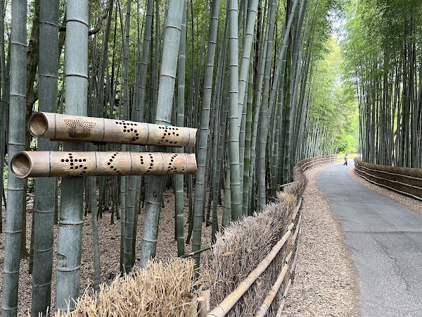 ちたの竹林 2