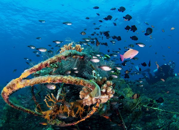 Coral Garden 1
