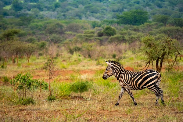 Africa 6