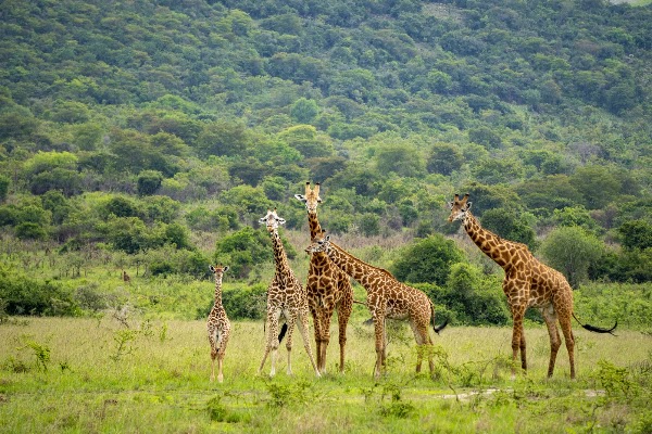 Akagera National Park Rwanda 4