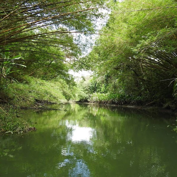 Kokopelli Mangrove Tour