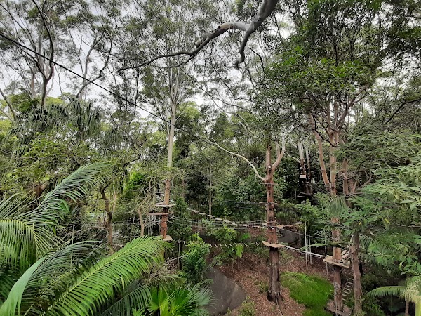 TreeTop Challenge Gold Coast Currumbin 3