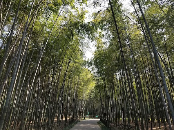 Hangzhou Botanical Garden 5