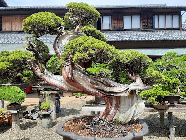 Shunkaen Bonsai Museum 3
