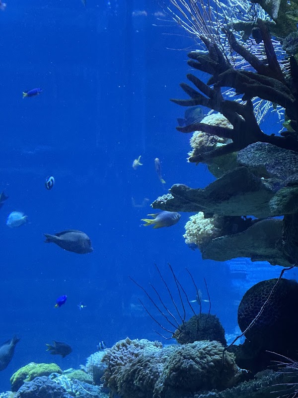 Dream Aquarium