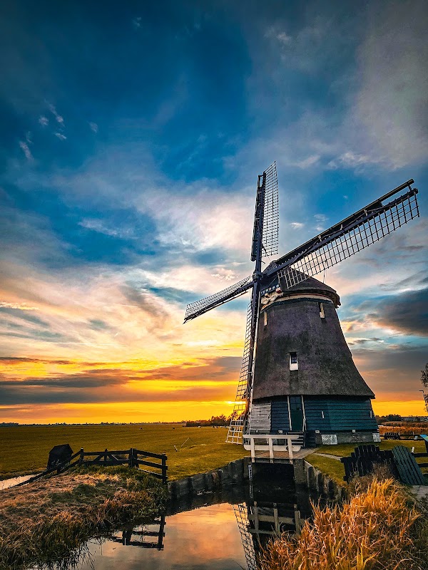 Tulip fields 1